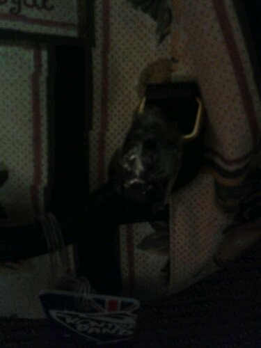 wp-1383113110306.jpg image