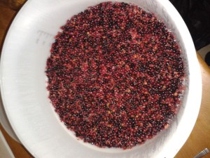 Elder berry home brew DIY