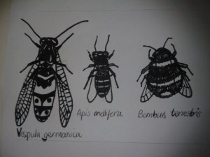 wasp bumble bee honey bee sketch differences between