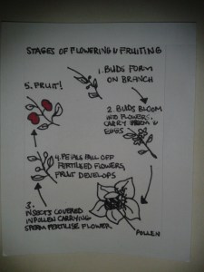 How flowers fruit circle of life diagram