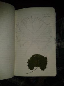 Grape leave drawing sketching