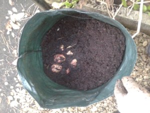 grow bag potato harvesting gardening self sufficiency