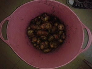 home growing harvesting potatoes possum livestyling