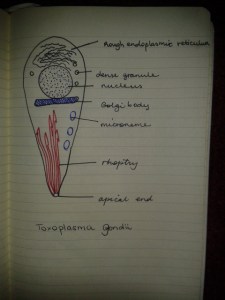 toxoplasma gondii ink drawing moleskine