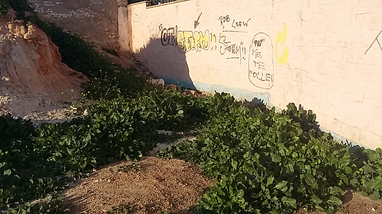 Edible plant varieties Spain