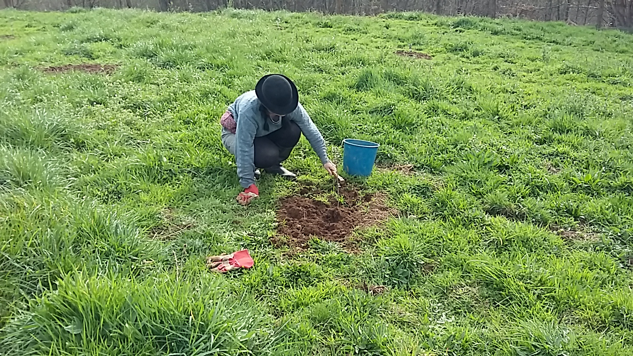 Traveller volunteering helpx garden working weeding trees