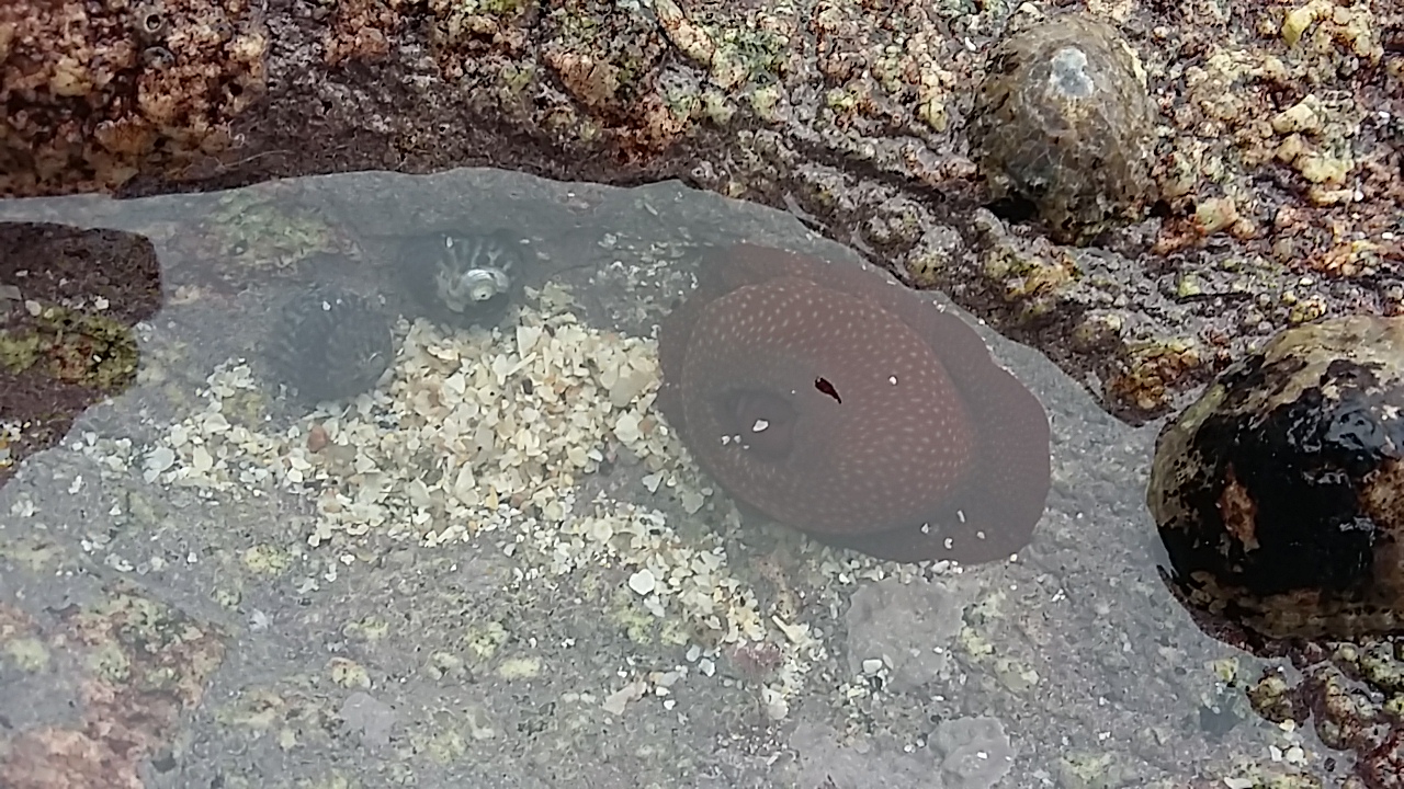 Rock pool life anemone seaweed picking 