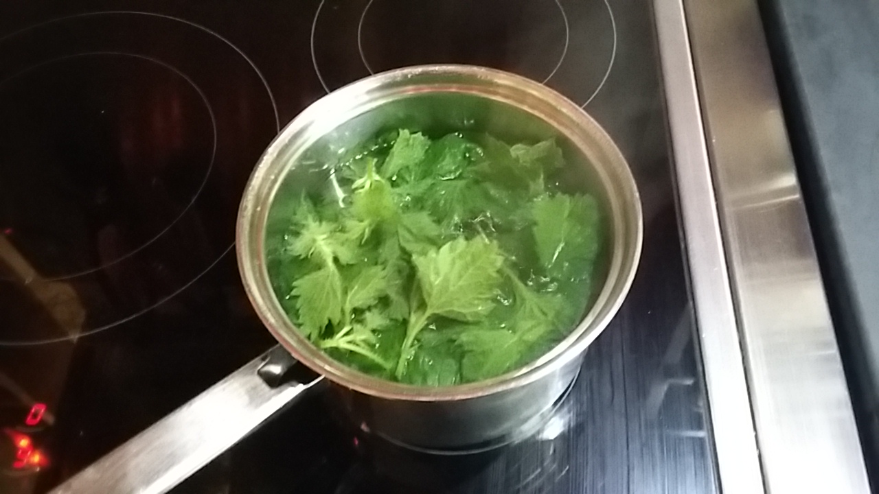 Brewing nettle leaves for tea