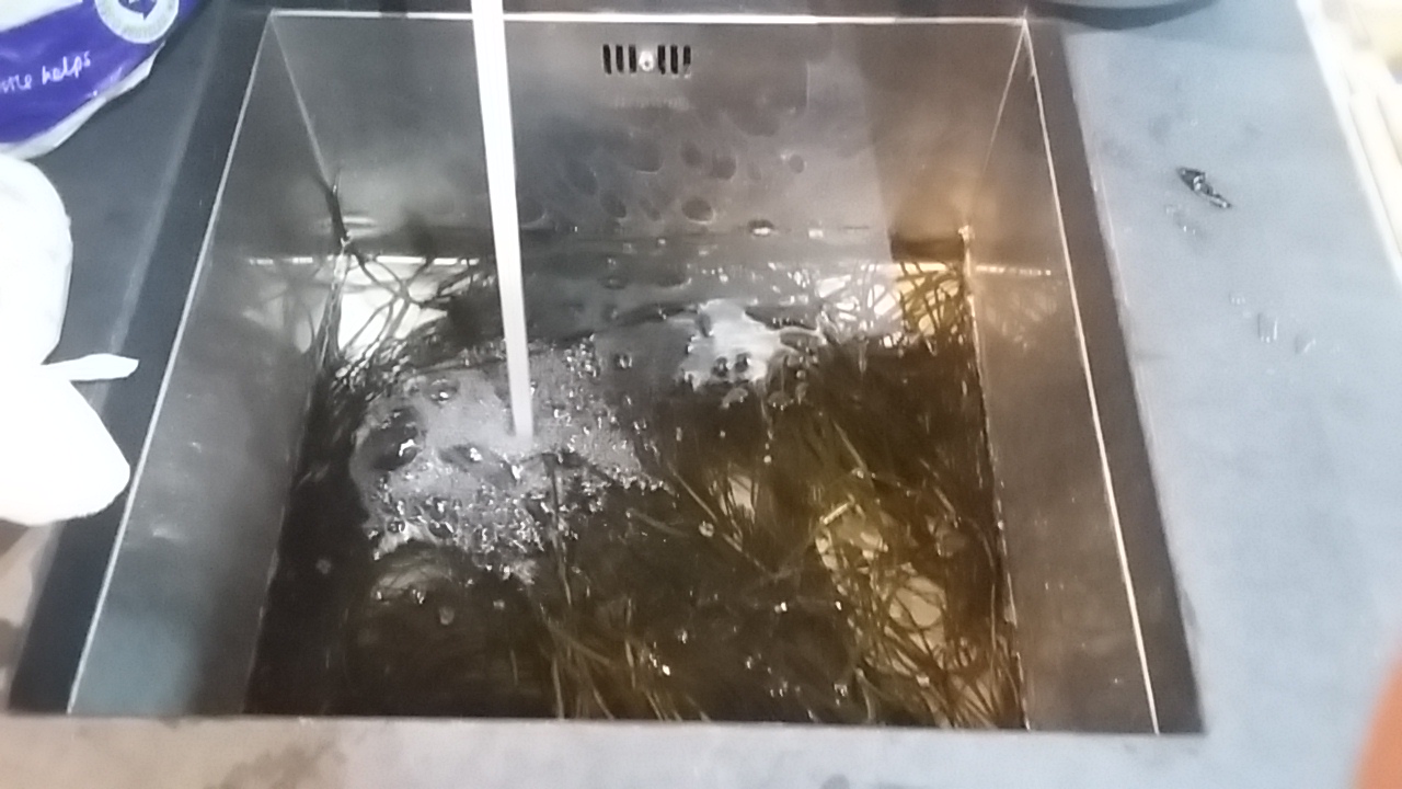 Foraged food sea spaghetti travel uk