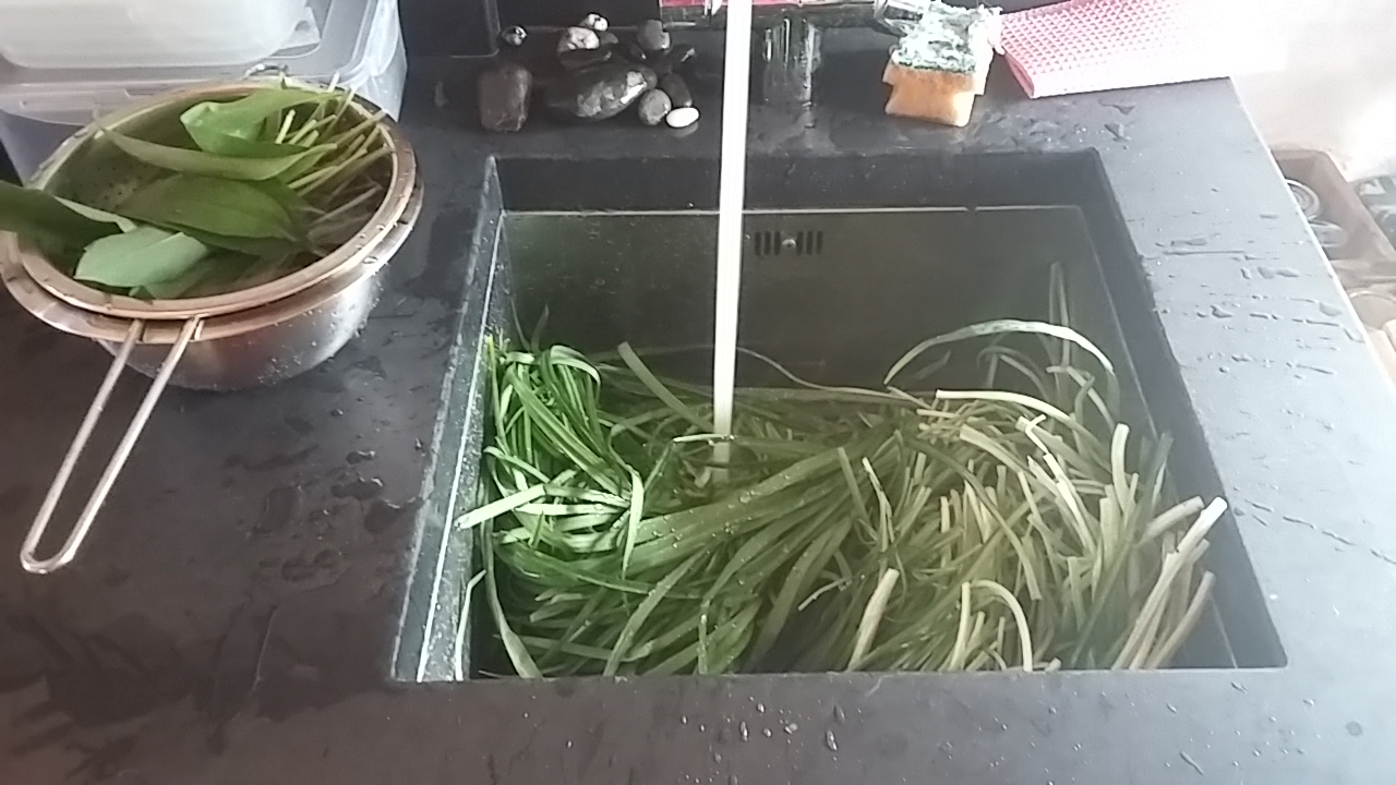 Eating Invasive species three cornered leek recipe