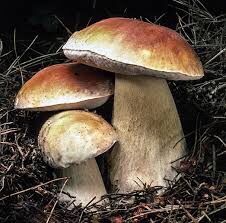 Boletus edulis