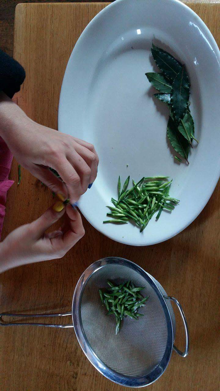 Picking three cornered leek buds foraging uk How to pickle allium buds and bulbs