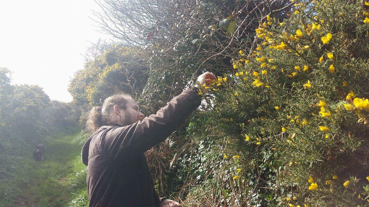 Flowering gorse hedgerows syrup recipe
