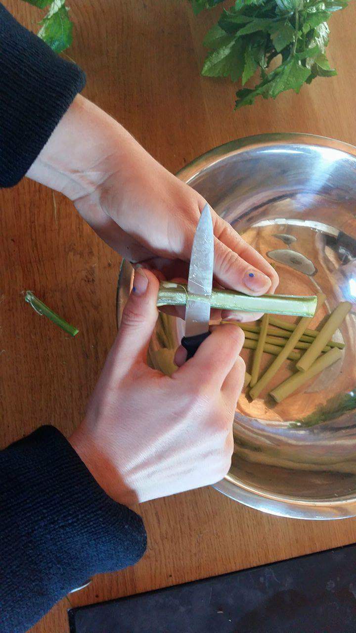 Preparing Alexanders pocket knife peeling preparation Peeling Alexanders stems preparing hot vinegar pickling